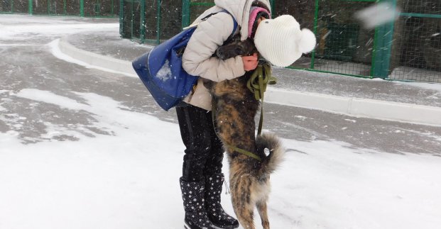 В Харькове более 500 бездомных животных нашли новых хозяев