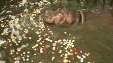 У Харкові бегемотиха Степанида викупалася у басейні з пелюстками троянд (відео)