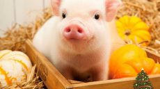 Рік жовтої свині: як відсвяткувати та чого чекати (відео)