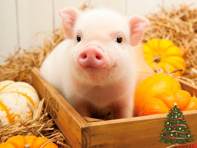 Рік жовтої свині: як відсвяткувати та чого чекати (відео)