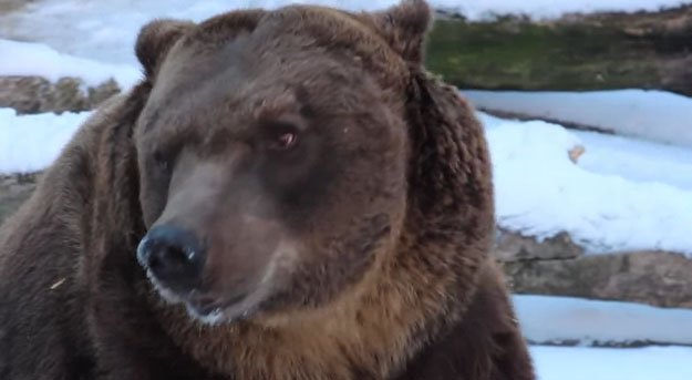Медведи в Харьковском зоопарке погрузились в зимний сон (фото, видео)