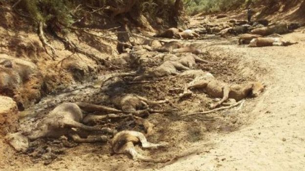 Аномальная жара в Австралии: погибли десятки лошадей (фото)