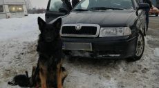Полицейский пес обнаружил наркотики в автомобиле (фото)