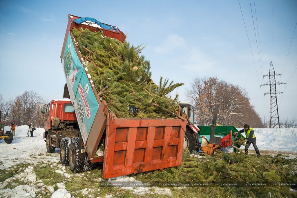 В Харькове коммунальщики утилизировали 8 тысяч ёлок (фото)