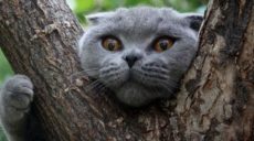 В Харькове спасли кота, который не мог слезть с высокого дерева (видео)