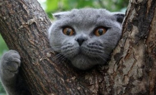 В Харькове спасли кота, который не мог слезть с высокого дерева (видео)