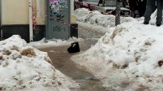 Сбивали сосульки, а разбили светофор: ЧП в центре Харькова (фото)