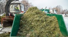 У Харкові розпочалася утилізація новорічних дерев (відео)