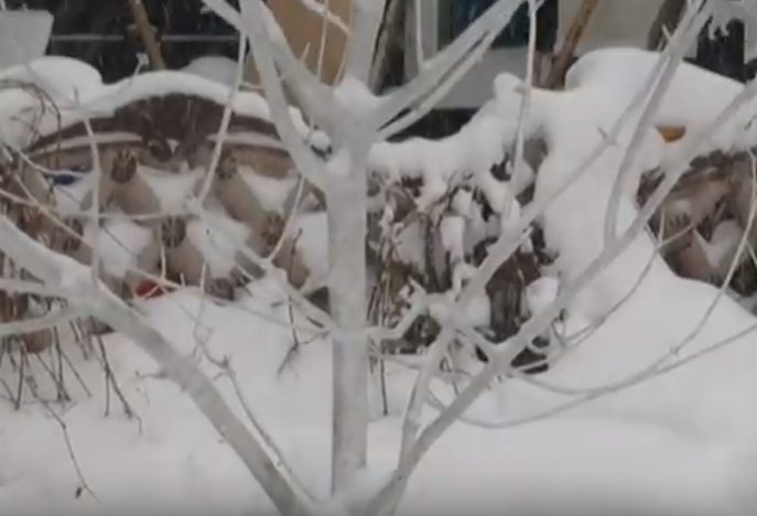У Харкові з’явилось «Дерево життя» (відео)