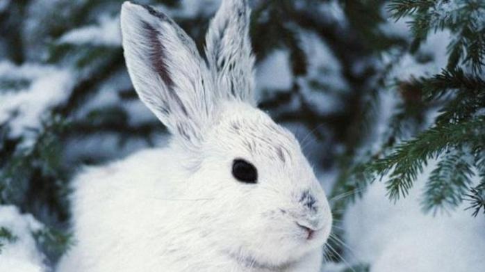 В Канаде ученые обнаружили необычных зайцев (видео)
