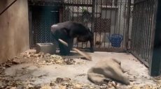 В Китае обезьяны научились убирать за собой (видео)