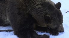 Після Нового року ведмеді Харківського зоопарку впали у зимову сплячку (відео)