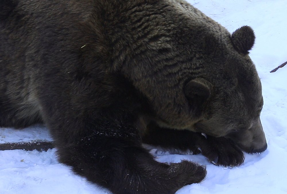 Після Нового року ведмеді Харківського зоопарку впали у зимову сплячку (відео)