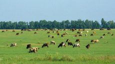 На Харьковщине индекс валовой продукции животноводства за год составил более 101%