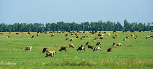 На Харьковщине индекс валовой продукции животноводства за год составил более 101%
