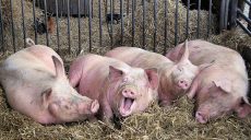 На выезде из Харькова выброшены останки свиней с АЧС