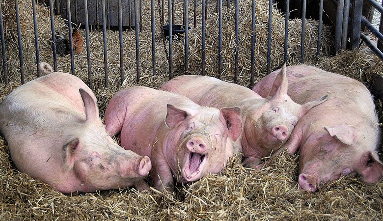 На выезде из Харькова выброшены останки свиней с АЧС
