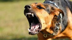 На Харківщині господар собак, які ледь не загризли людину, буде відповідати перед законом (відео)