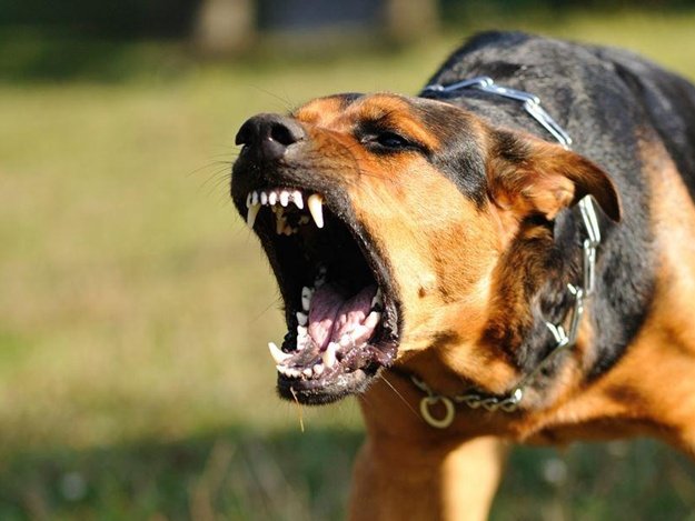 Нападение бойцовских собак на человека в Дергачах: хозяин может попасть за решетку