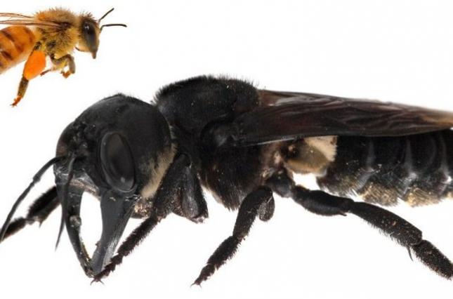 Самую большую пчелу в мире обнаружили в Индонезии (фото)