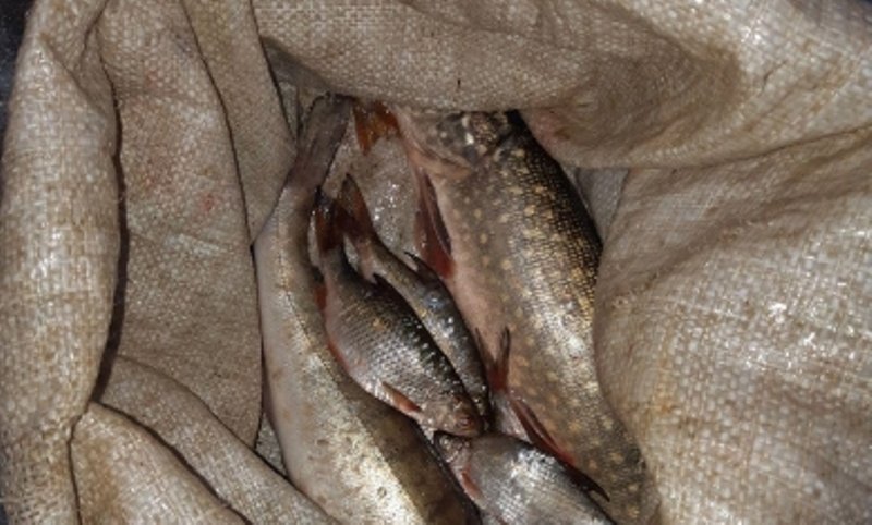 На Печенегах поймали браконьера с сетью