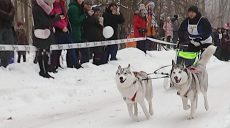 Снег, санки и собаки: в Харькове прошли гонки в упряжках (фото)