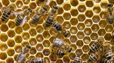 Пчелы-математики: ученые научили насекомых прибавлять и вычитать