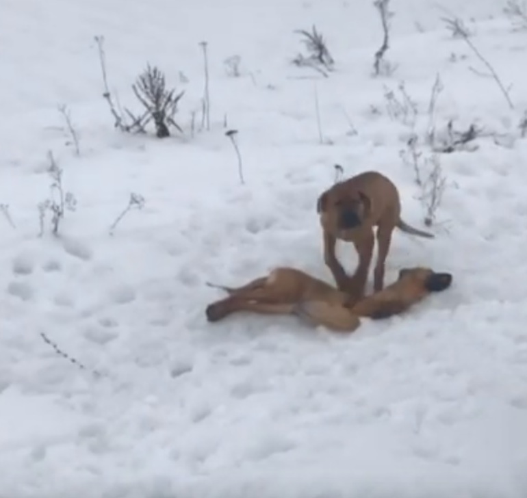 На Харківщині знайшли тіла мертвих собак (відео)