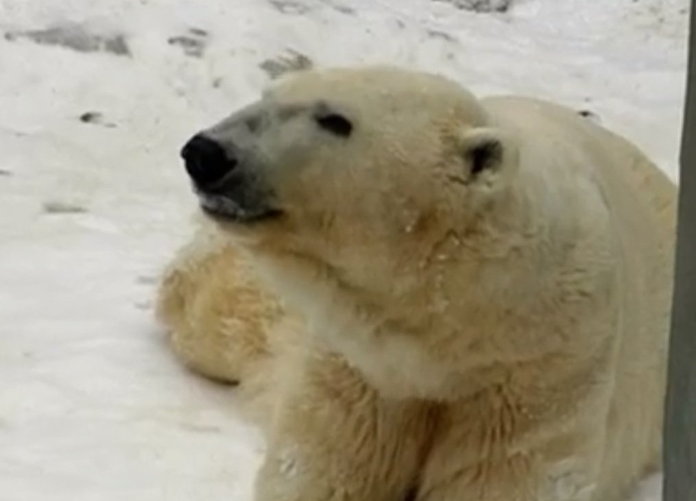 У Харкові відзначили Міжнародний день полярного ведмедя (відео)