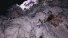 Трупы свиней в Харькове: полиция открыла уголовное производство (фото, видео)