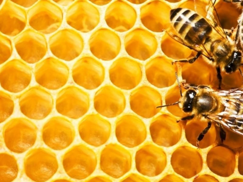 Бабочки и пчёлы: ученые предупреждают о массовом вымирании насекомых