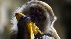 Харьковский зоопарк закупил фрукты по завышенной цене