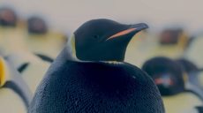 Полностью черный: ученые обнаружили редчайшего императорского пингвина (фото)