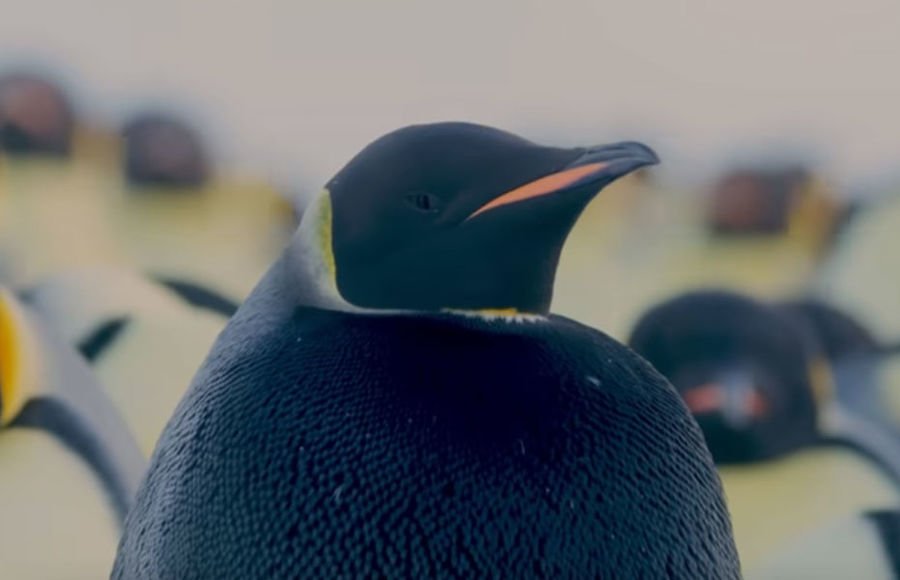 Полностью черный: ученые обнаружили редчайшего императорского пингвина (фото)