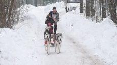 Собачьи гонки или ездовой спорт на Winter Dog Fest 2019