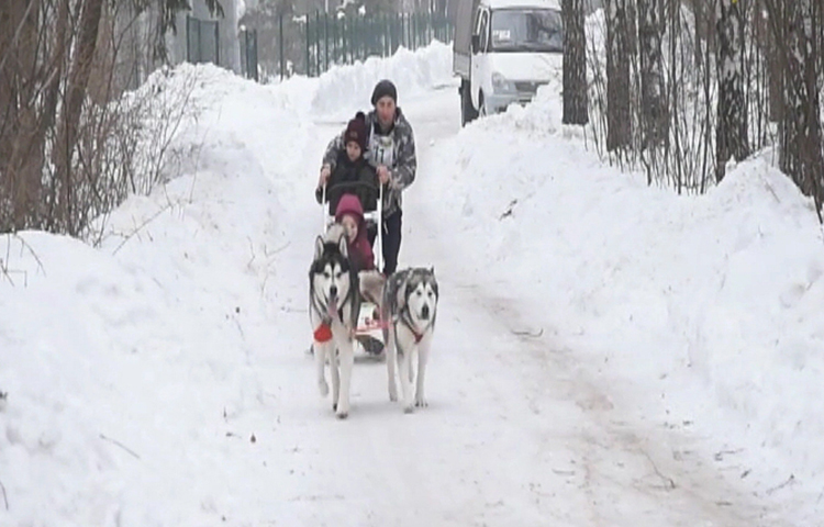 Собачьи гонки или ездовой спорт на Winter Dog Fest 2019