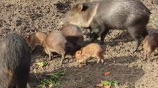 В Харьковском зоопарке к весне появились малыши пекари (фото, видео)
