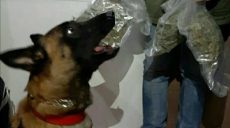 На Южном вокзале полицейская собака обнаружила наркотики