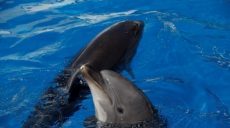В Черном море пересчитают дельфинов с неба