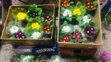 Цветочный ажиотаж: харьковчане отмечают 8 Марта