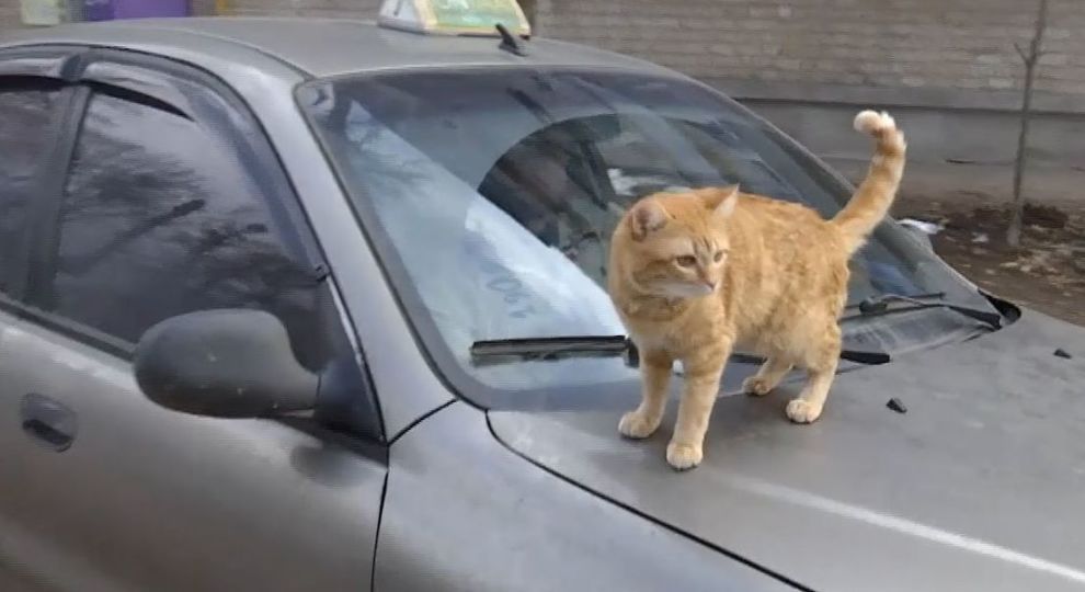 У Харкові працює кіт-таксист зі своїм господарем (відео)