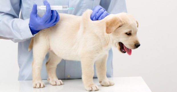 В Харькове будут вакцинировать домашних животных от бешенства