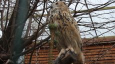 Пугач по кличці Дора переїхала з Харківського зоопарку до Черкас (відео)