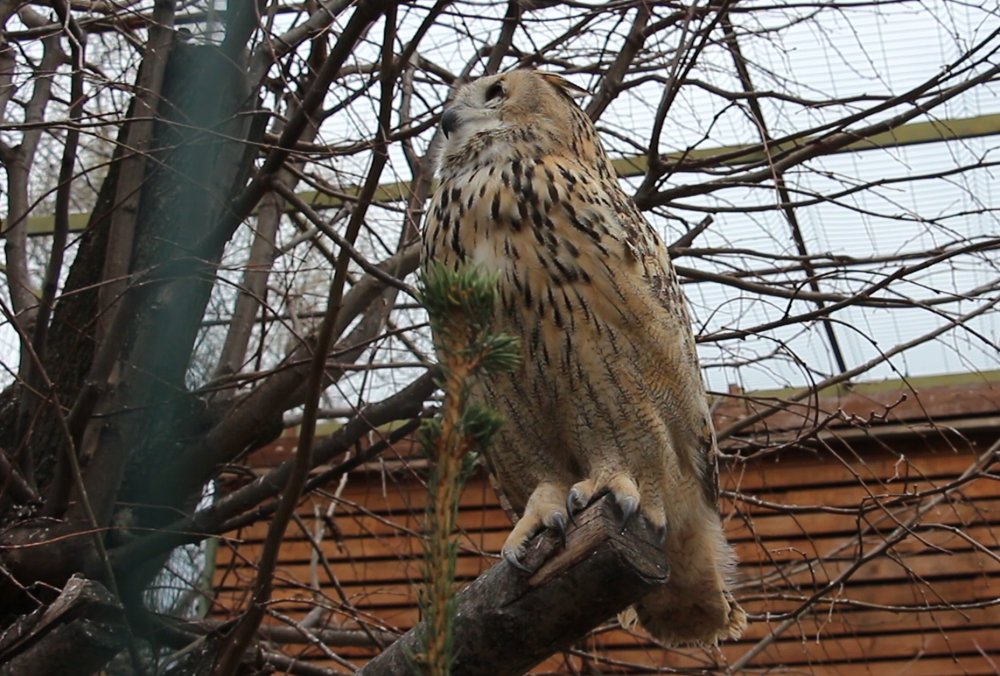 Пугач по кличці Дора переїхала з Харківського зоопарку до Черкас (відео)