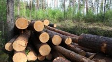 В Харькове потратят миллионы гривен на снос деревьев