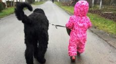 У Харкові відзначають міжнародний день собак-поводирів (відео)