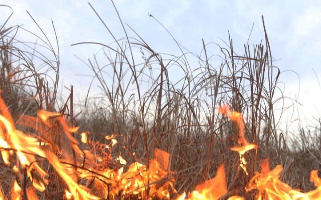 На Харьковщине за сутки выгорело около трех гектаров сухостоя
