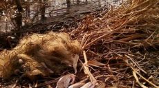 Нерестовый запрет. Рыбоохранный патруль напомнил, какое наказание последует за нарушение правил рыбалки