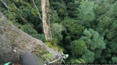 Самое высокое тропическое дерево в мире нашли на острове (видео)