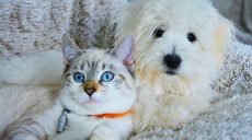 Владельцы собак в два раза счастливее кошатников — ученые